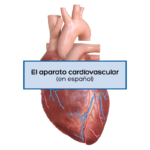 el aparato cardiovascular
