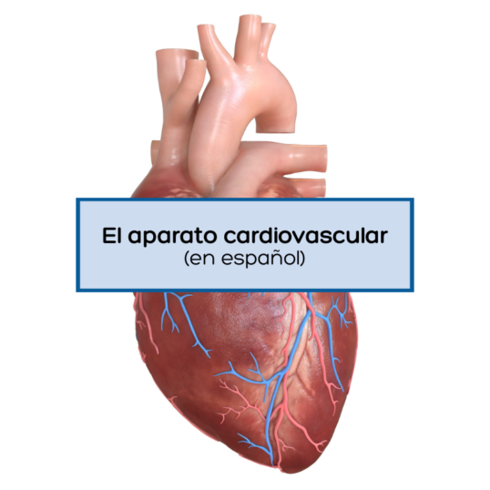 el aparato cardiovascular