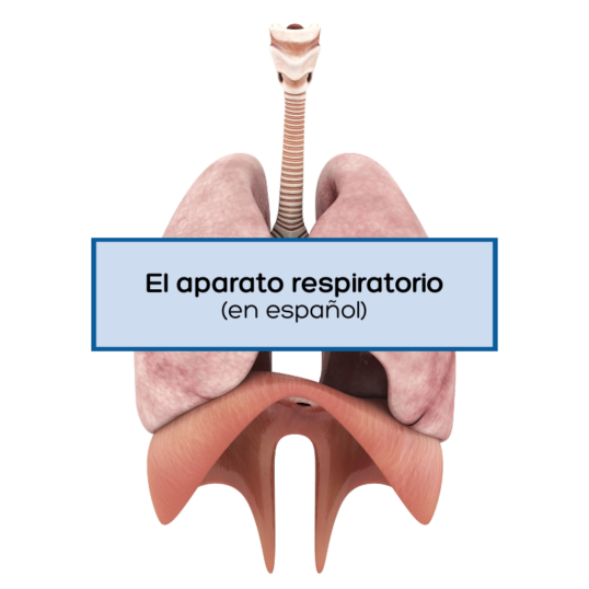 aparato respiratorio