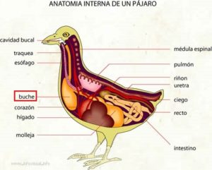 Internal anatomy of a bird