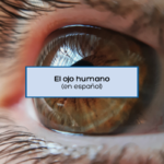 el ojo humano