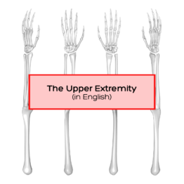 upper extremity